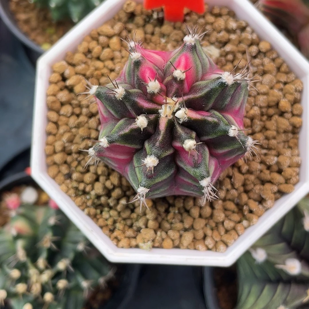 1-142米哈锦3.8厘米