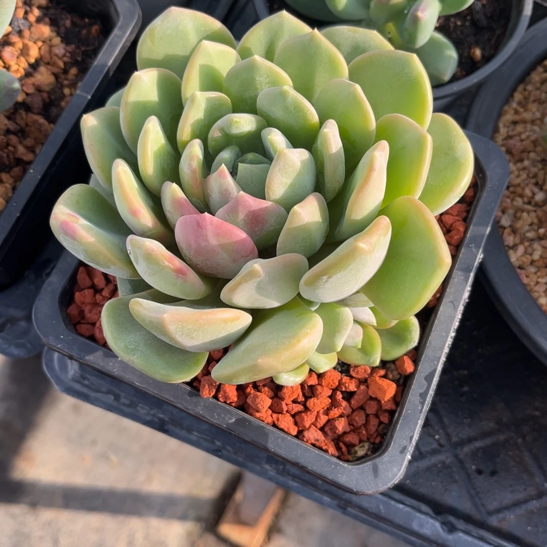 一***获多肉植物芒果冰多肉