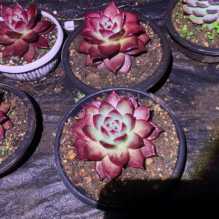 林***步美肉特价活动开始了