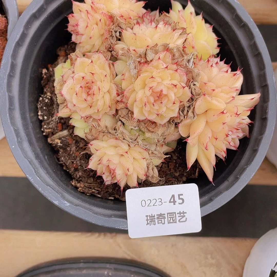 0000000000045一物一拍