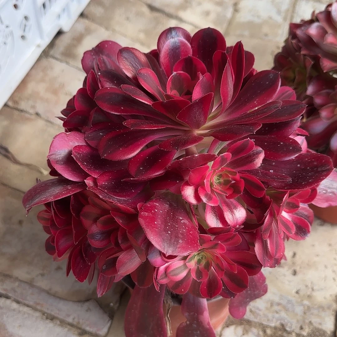 美杜莎小号手捧多肉