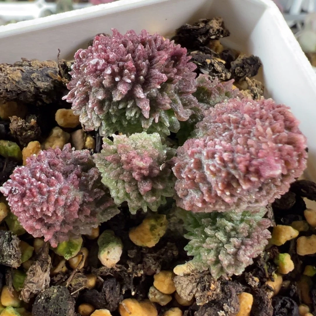 w朱紫玉多肉植物水泡