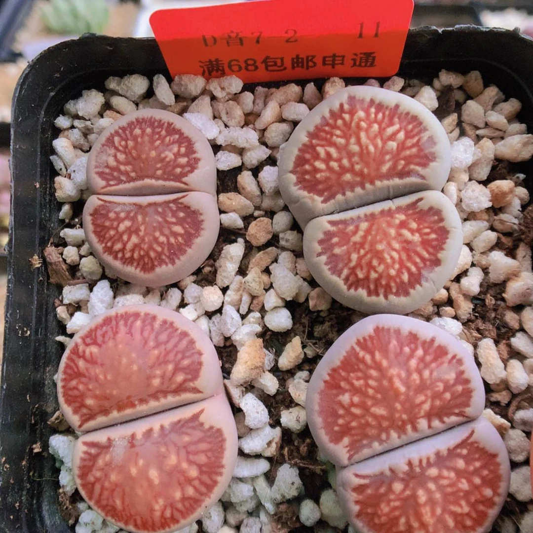 【闪购商品】7-2-11 红窗菊一盆