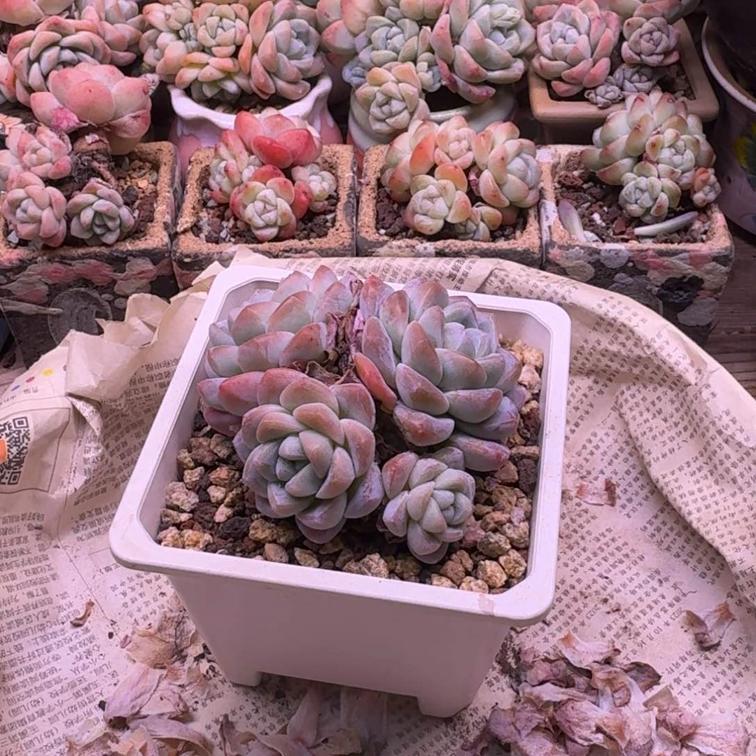 钱*冰玉群生多头34