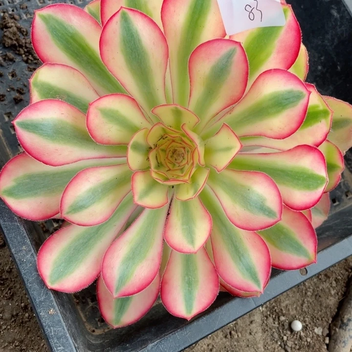 龙*泽83爱丽思多肉12345678