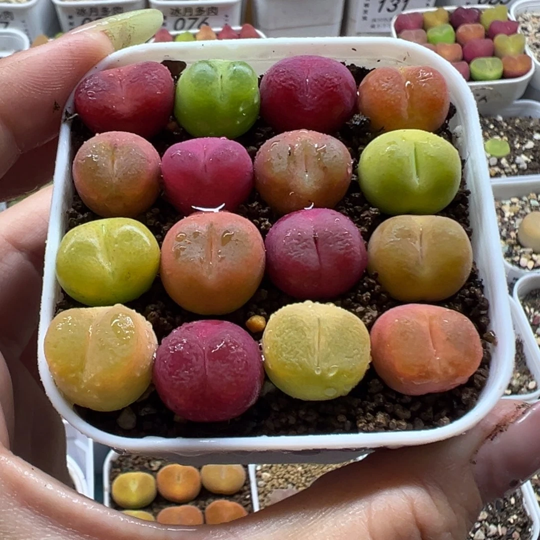 141毛汉尼裸根发货