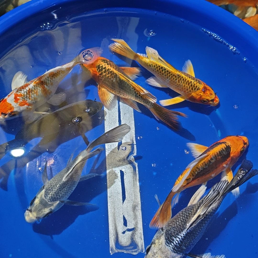 中国大陆冷水观赏鱼蝴蝶鲤