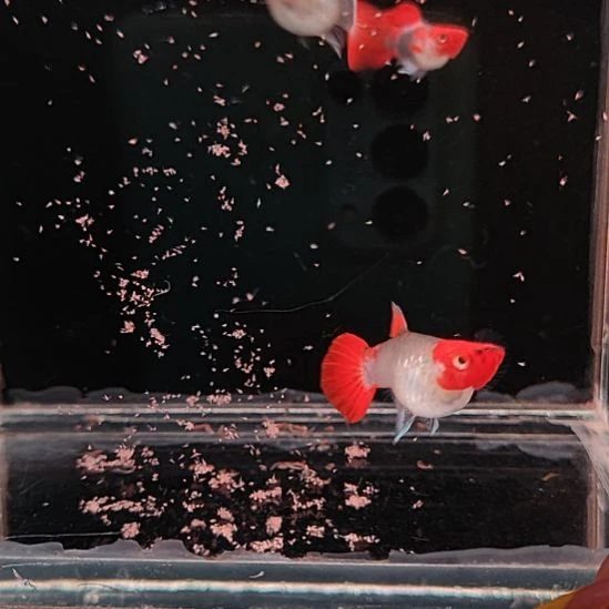 孔雀鱼深海蓝短球2对