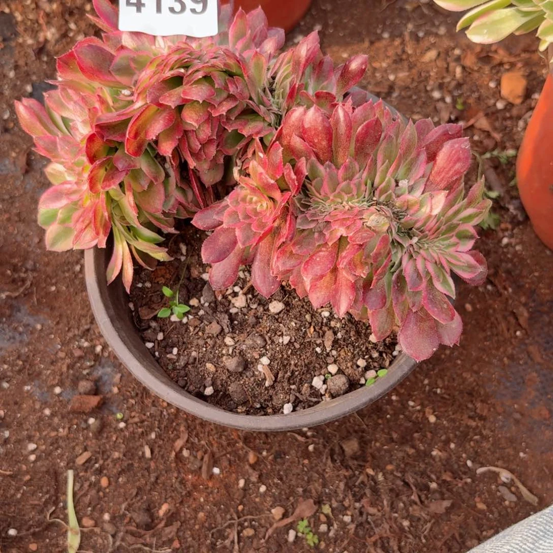 我4139 号多肉法师新年特价荔枝