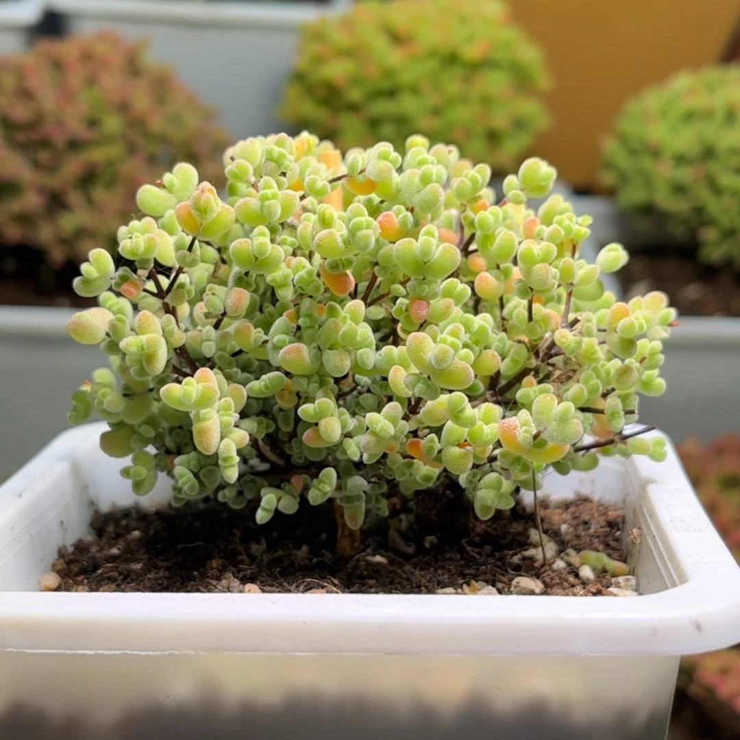 42实生莱斯杂冰晶优选