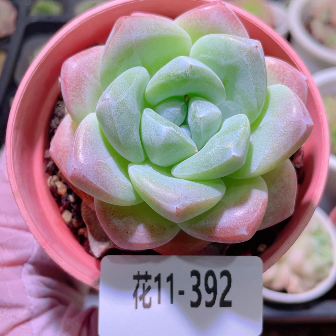 花利美11-392冰玉