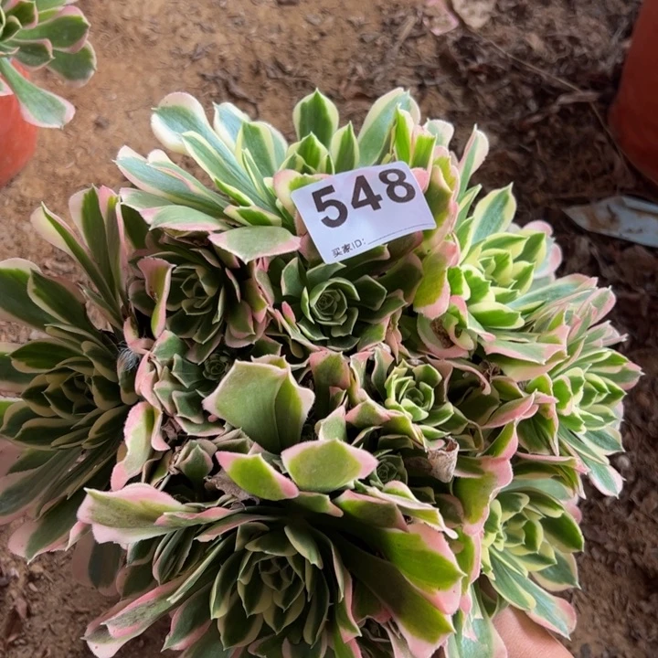 白凤多肉植物548