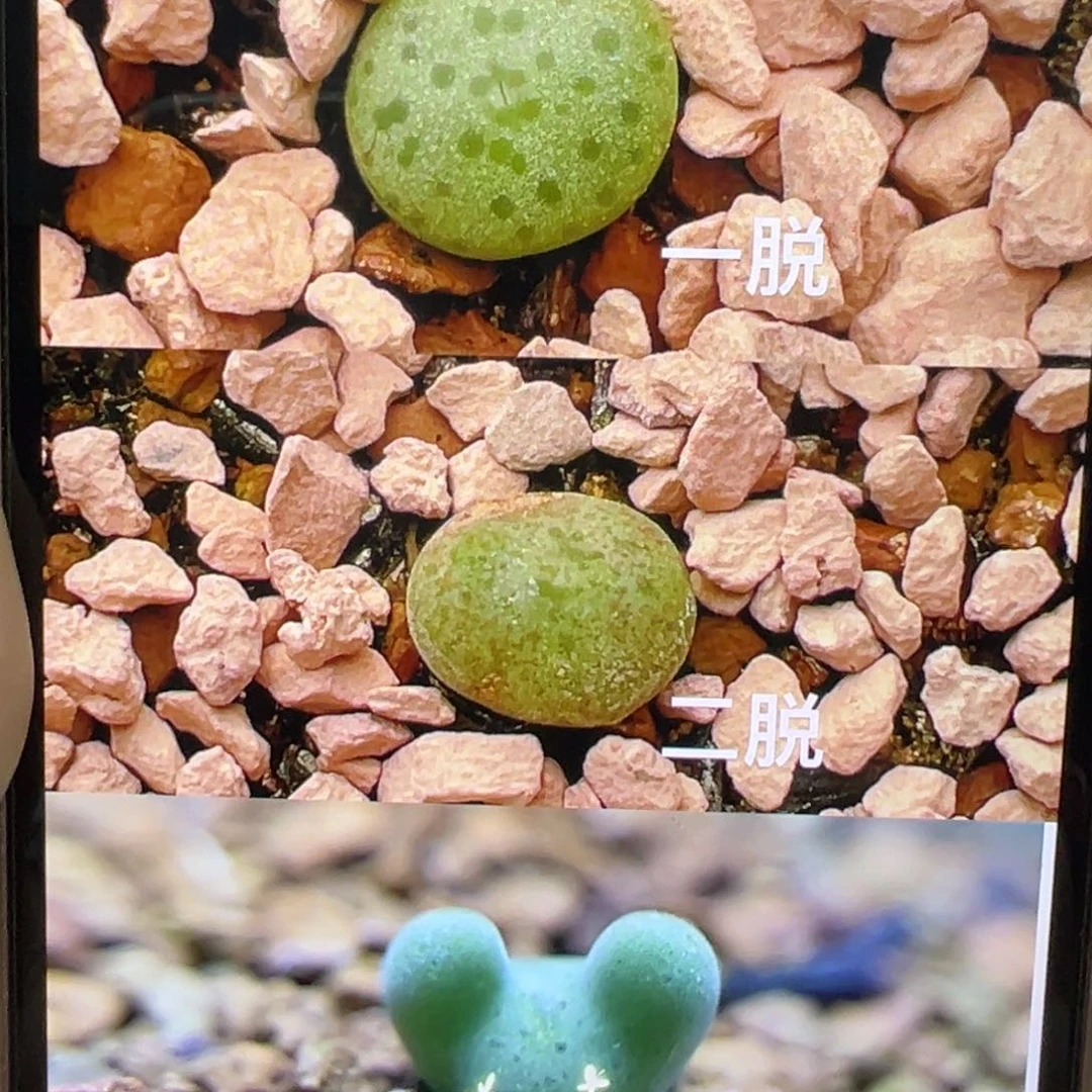 超****～三等奖用券多肉