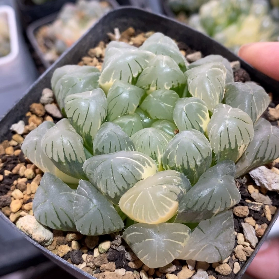 一颗湖水玉露锦 新年福利