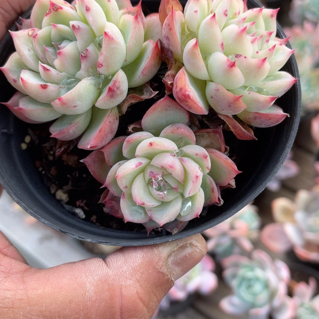1608  水晶玫瑰  六月六