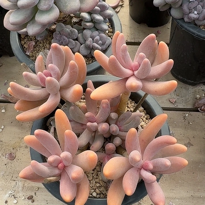 红手指多肉植物的