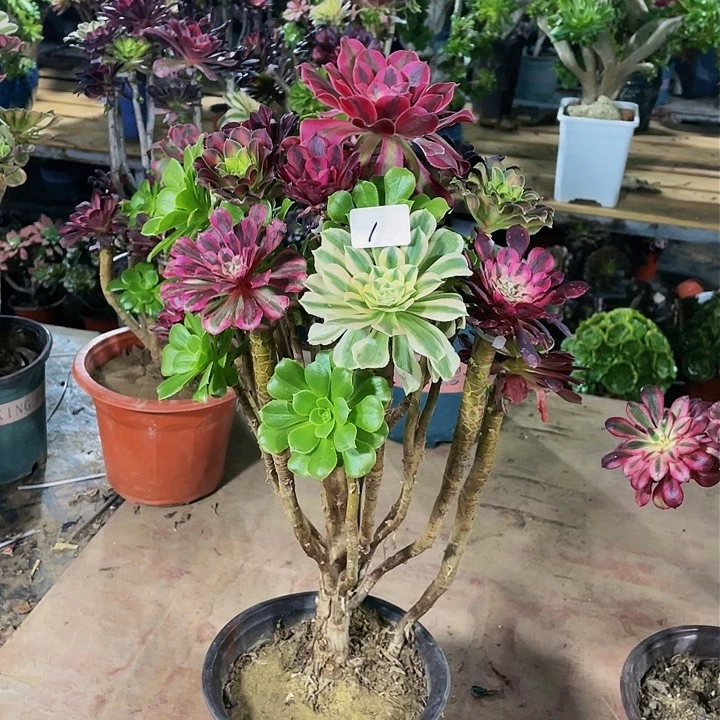 令**花架接法师一个1号