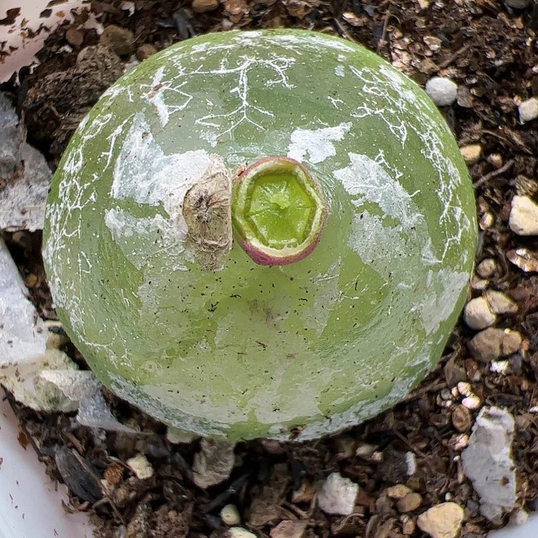 【闪购商品】208 双11福利