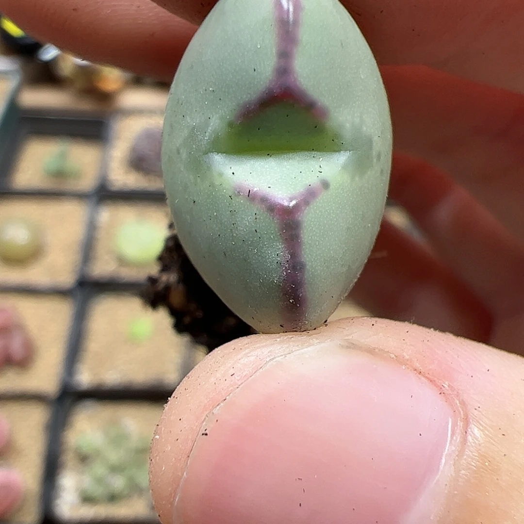 【闪购商品】376 眼睛