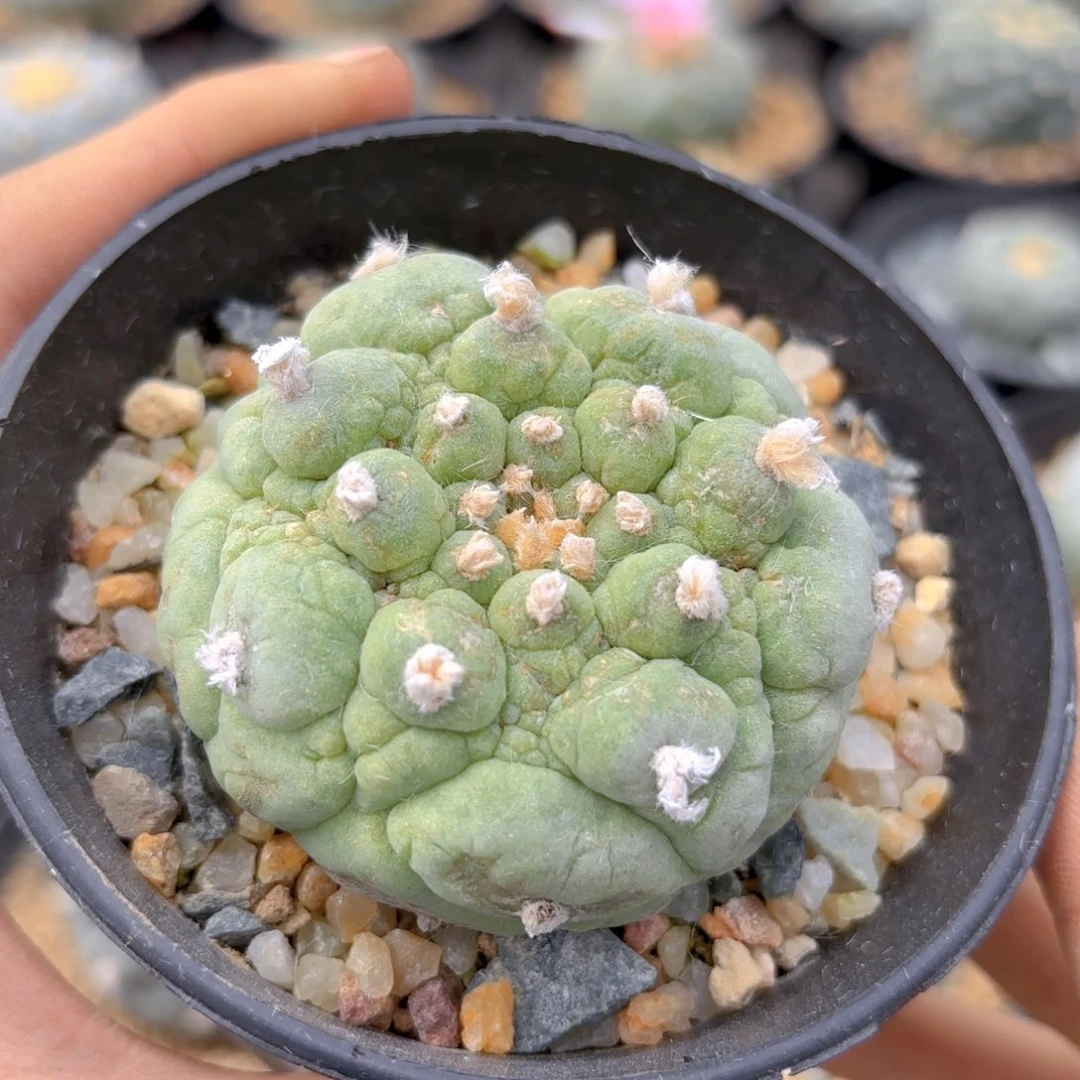 小古田g g g g g g g g