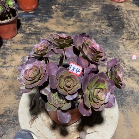 玫金玫瑰一物一拍