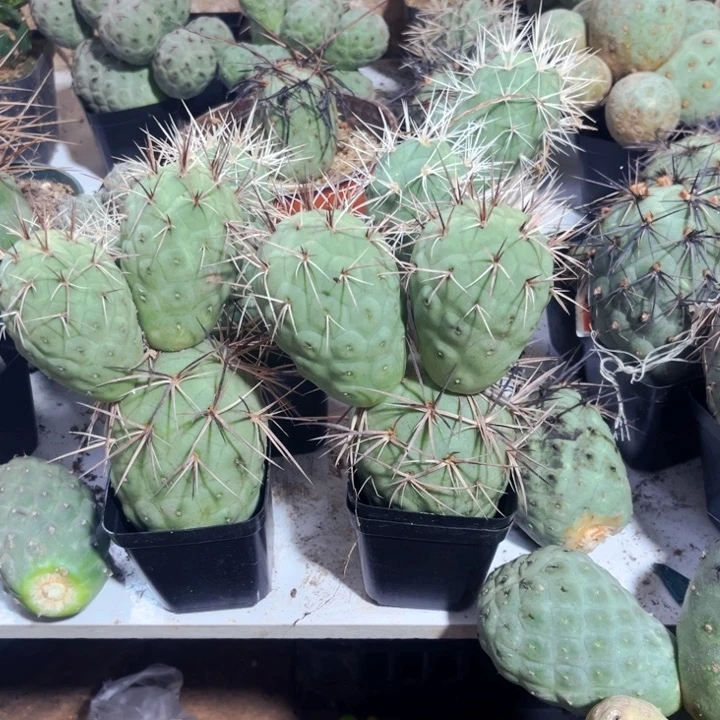 金狂黑刺米奇习志野仙人球