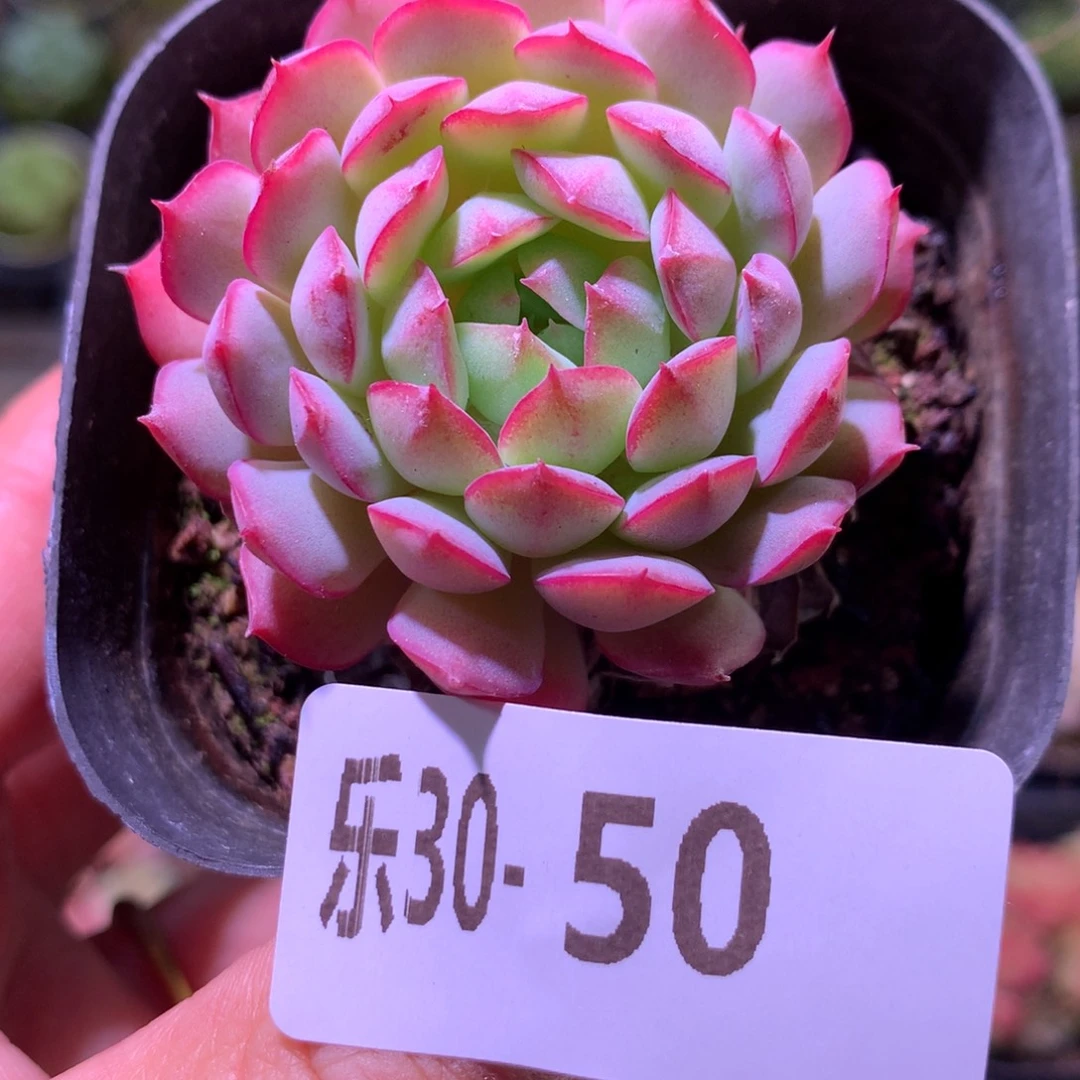 乐然30-50 桃花雨