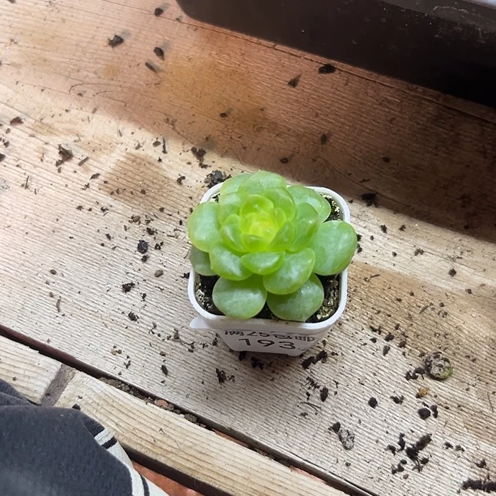 193 一物一拍 满20包邮