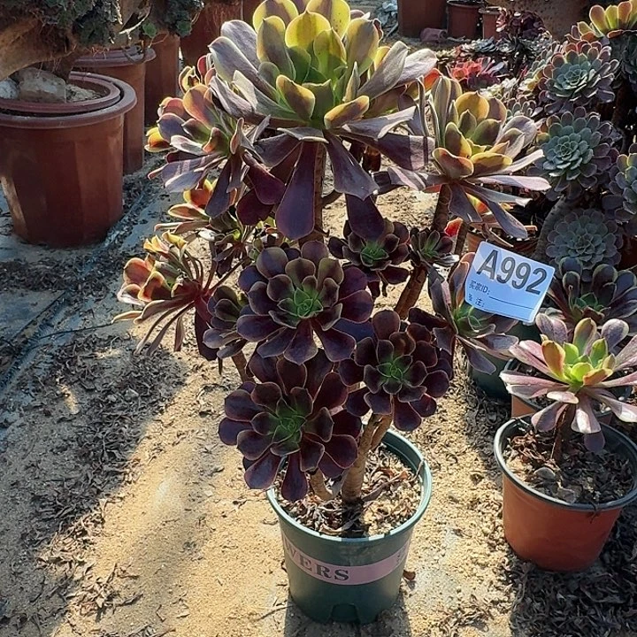 992欧嘉莉手捧有伤一颗