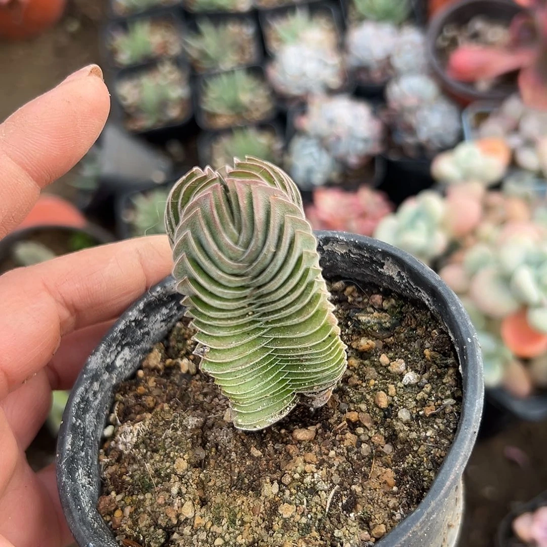 多肉植物多肉植物