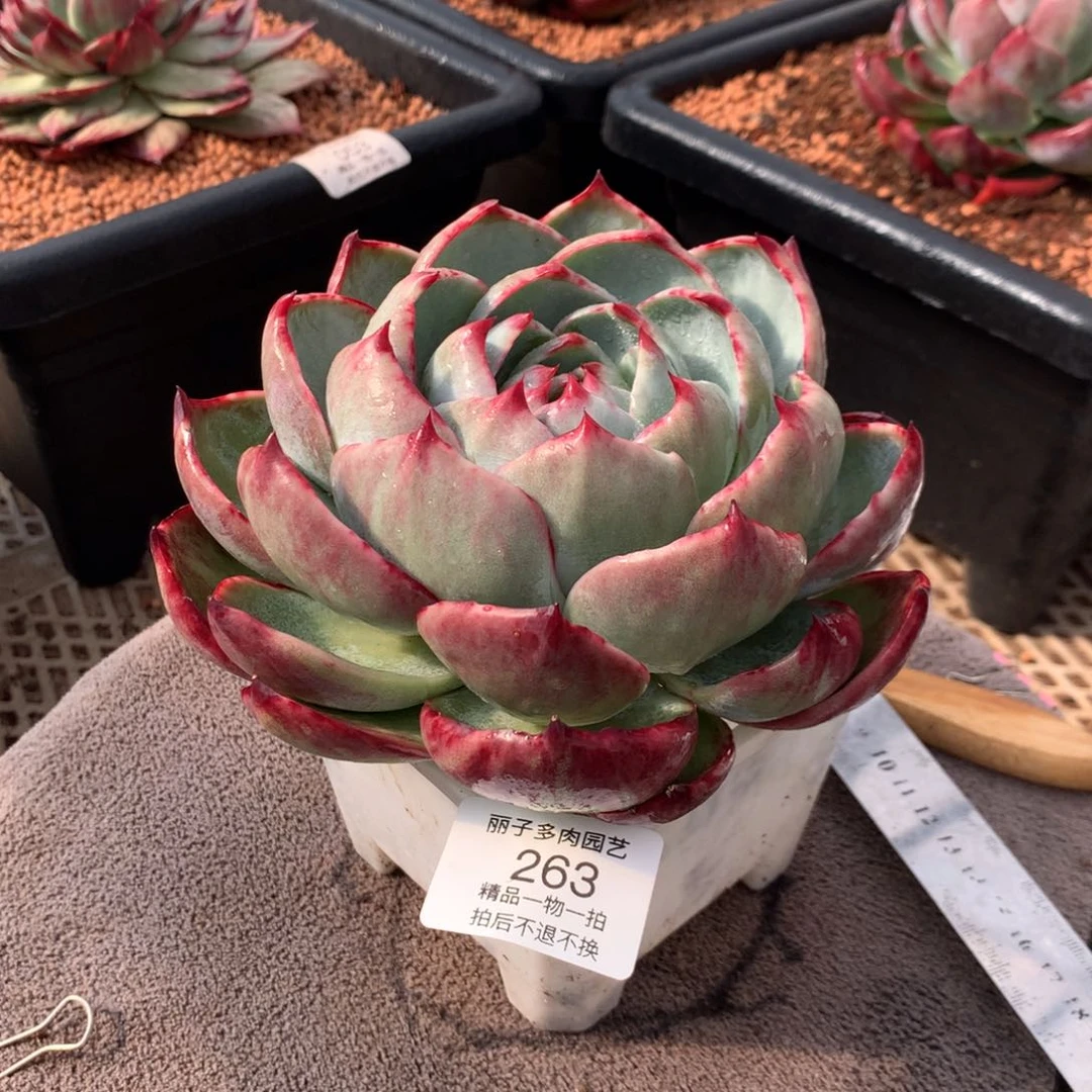 263大宽勺子叶。尺寸14。多肉植物