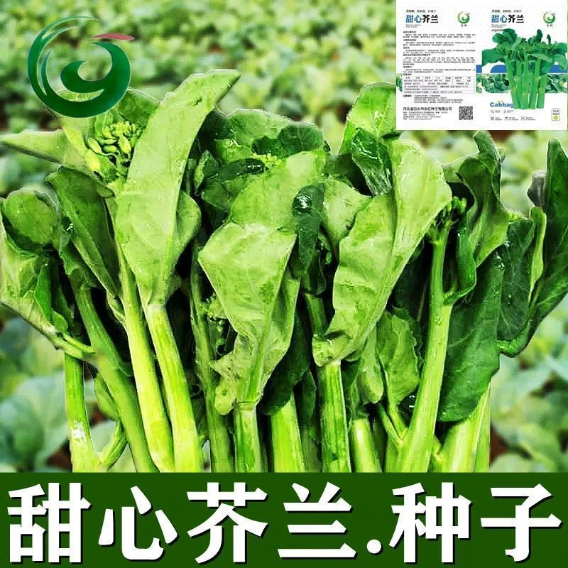{力推}*甜心芥蓝菜种子芥兰蔬菜夏秋季耐热耐寒阳台盆栽四季播种
