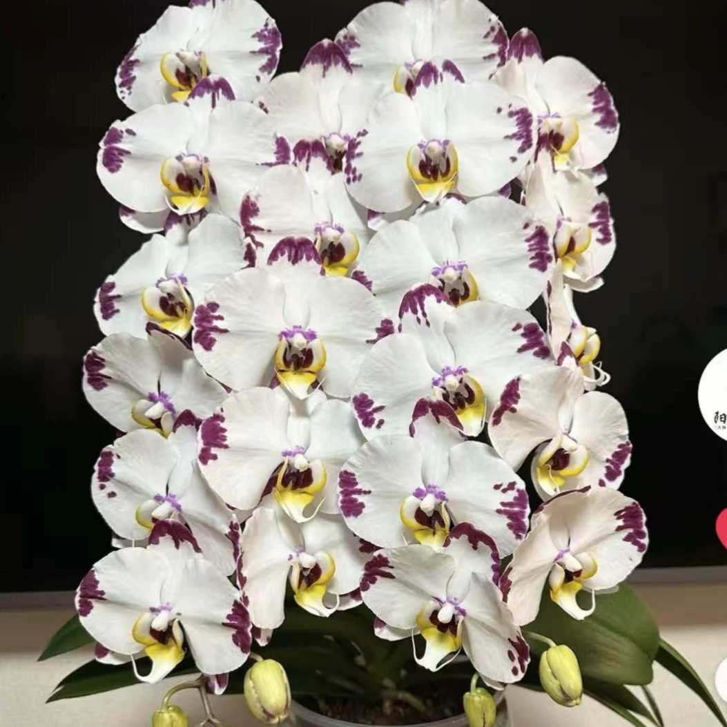 【海蓝之谜】3.5寸加高杯 室内高端花卉蝴蝶兰 有叶损 不售后