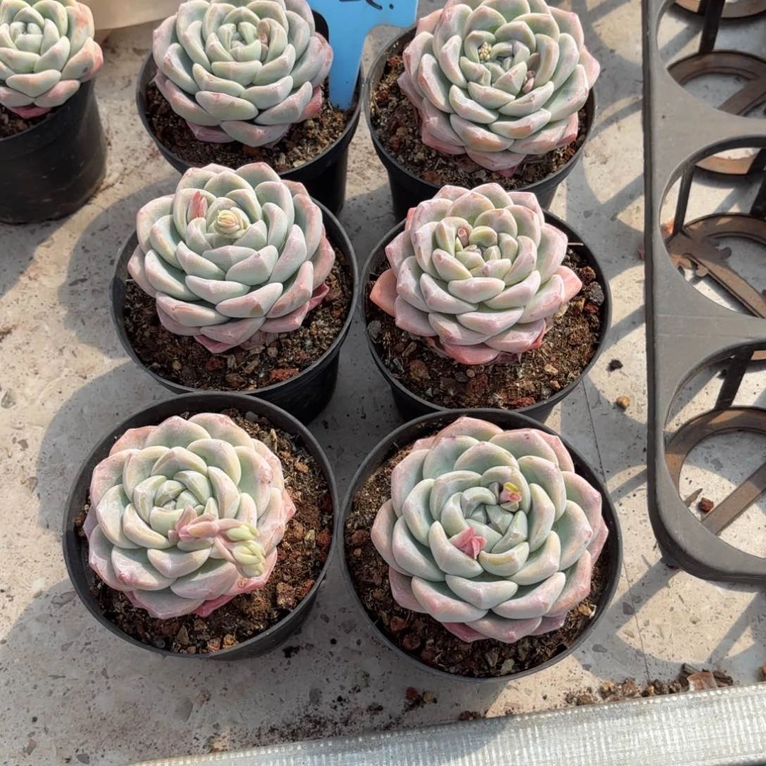 林姐的6个冰玉好看