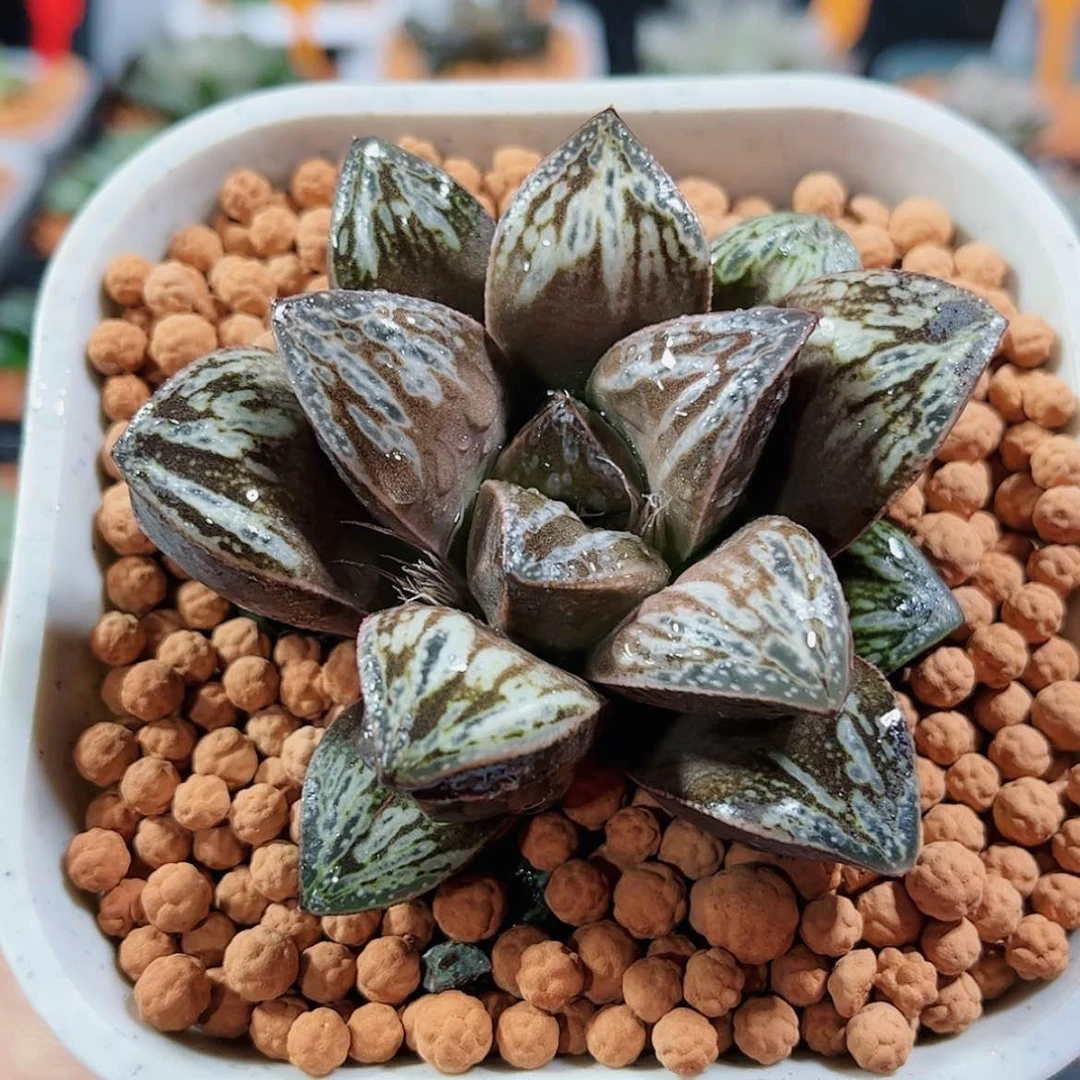 【闪购商品】印加玫瑰