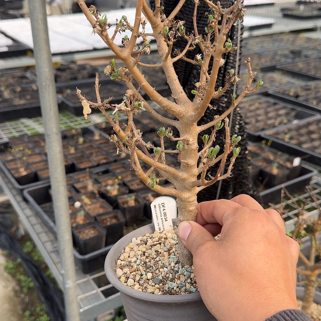 M***s定向的厚敦菊一份带盆