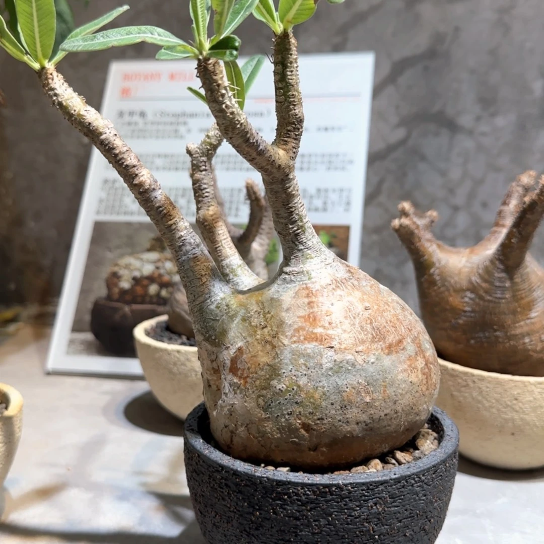 象牙宫一物一拍含盆