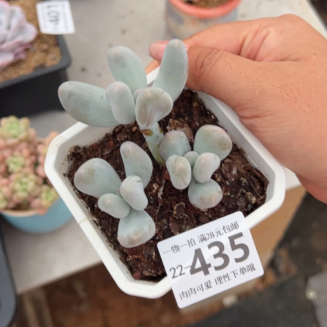 米可奶多肉多肉多肉多肉多肉