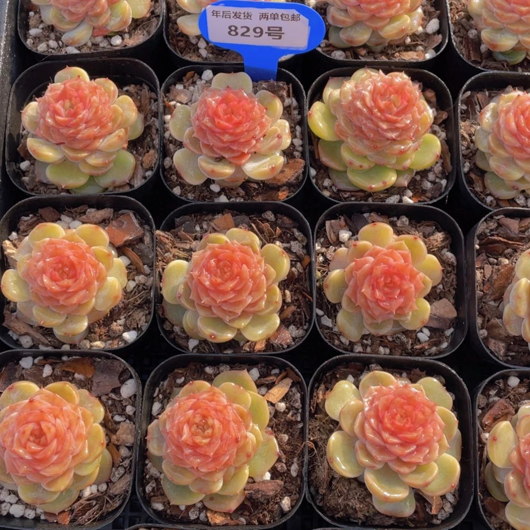 829号糖心盈盈单头一个