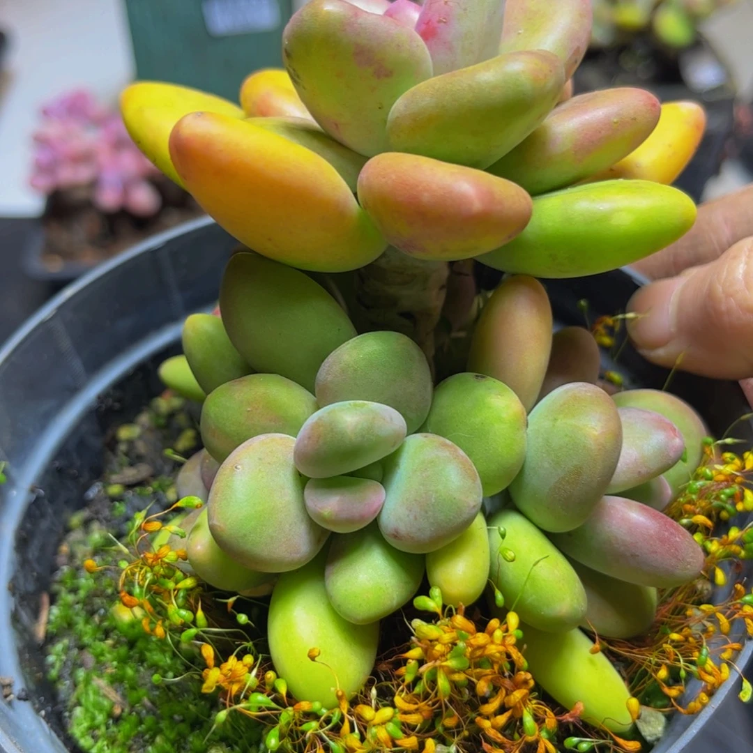 551芒果奶酪9厘米