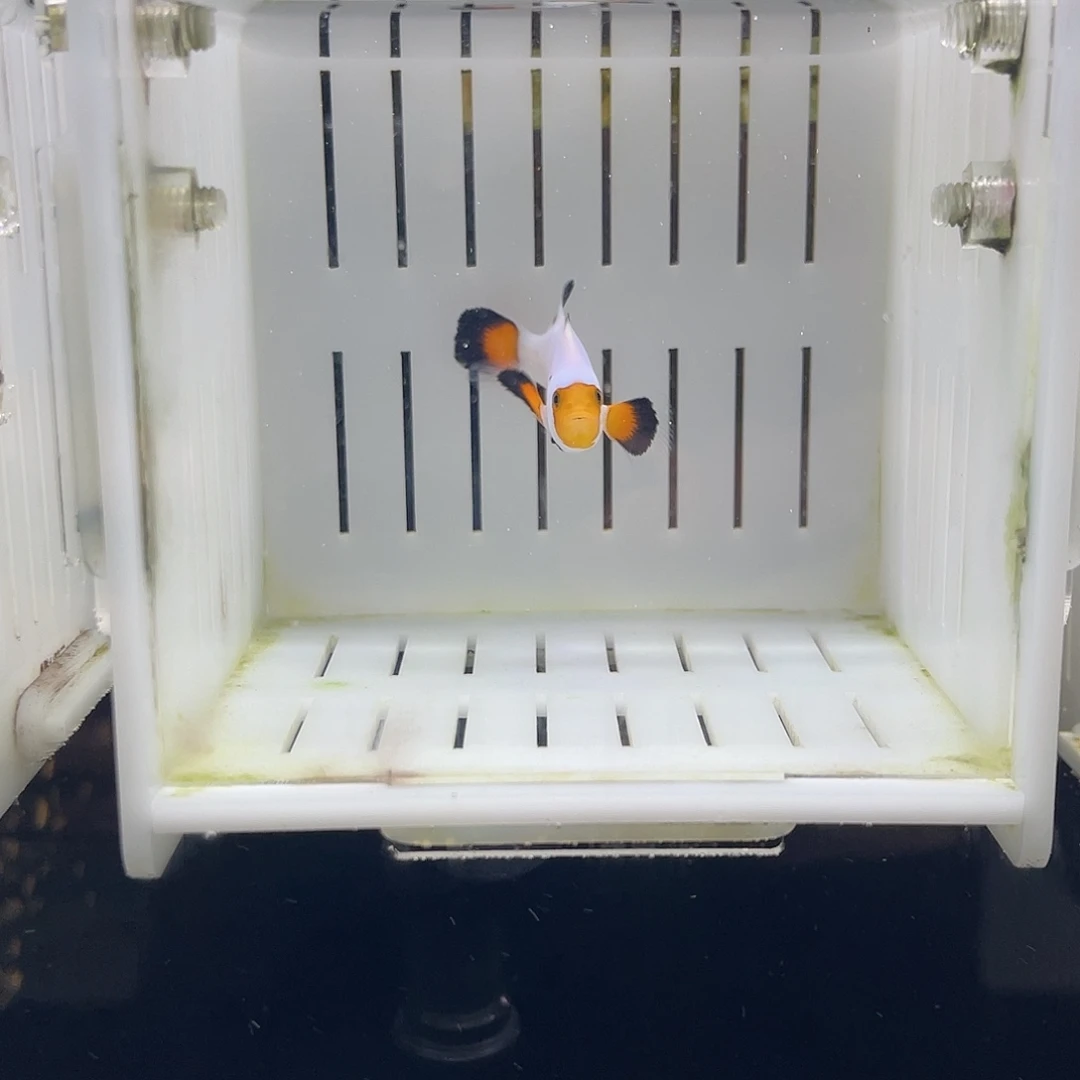 海水鱼4公分天使礼服