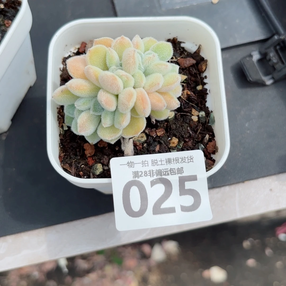 雪晃星无盆土发货