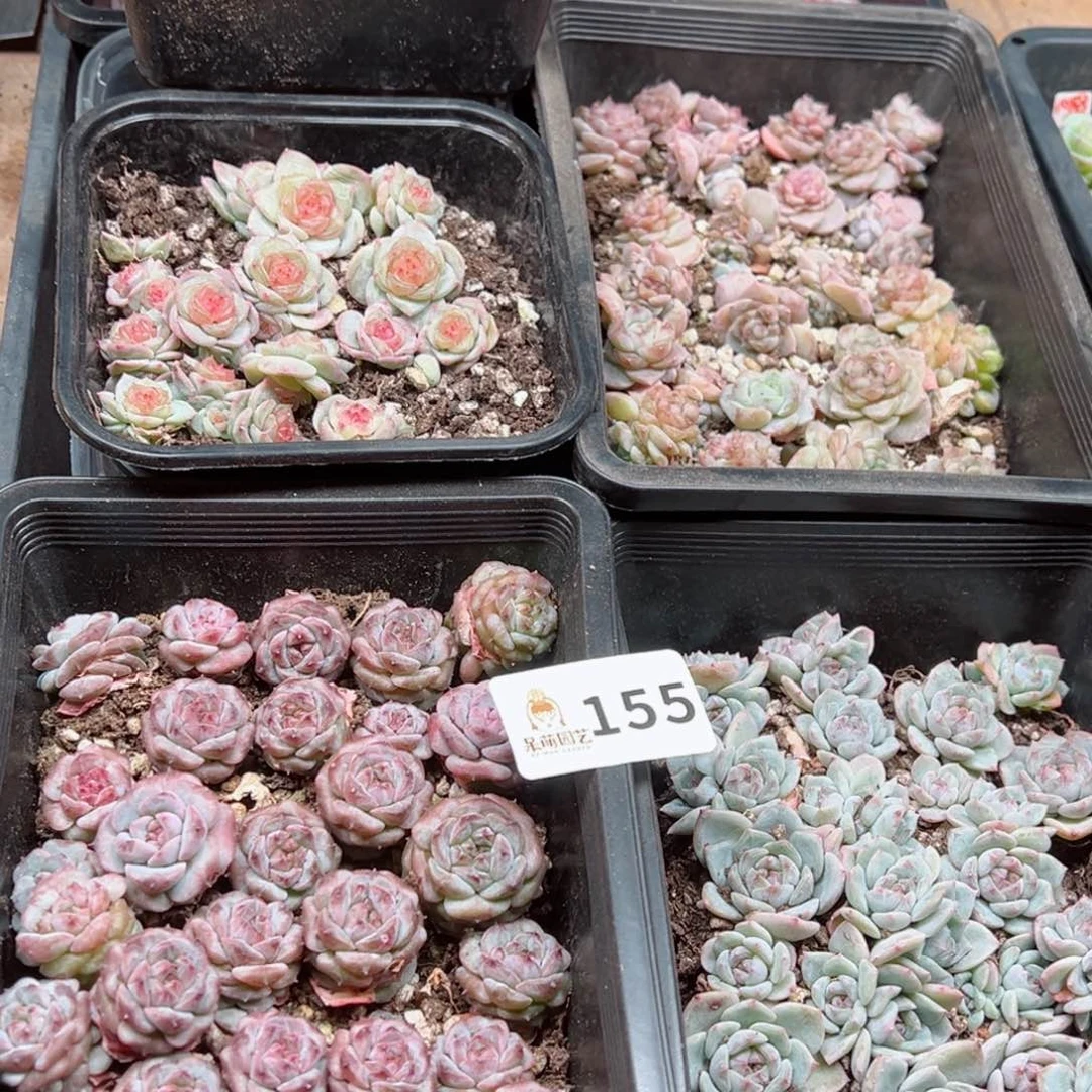 修****?多肉植物多肉植物