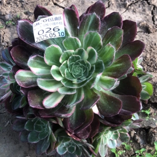 5.10-26万花筒多肉植物