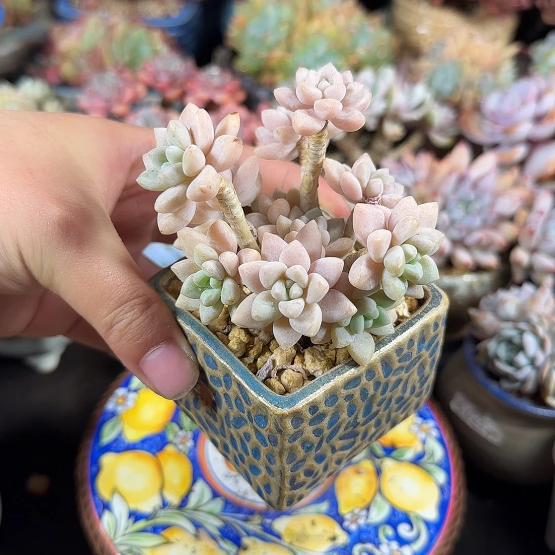 忍*秋波8cm左右带土球