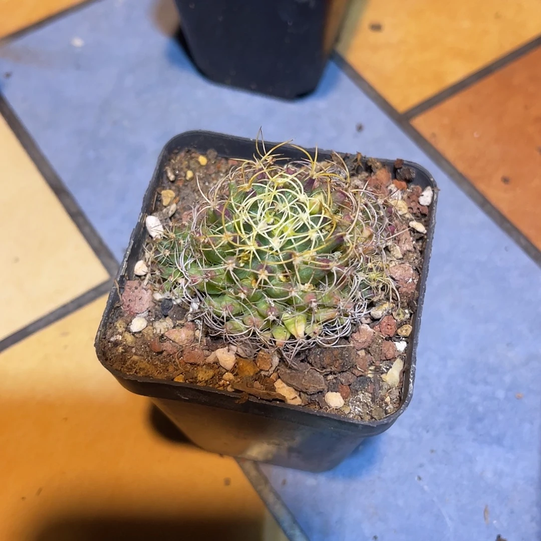 琴丝一物一拍下单包邮