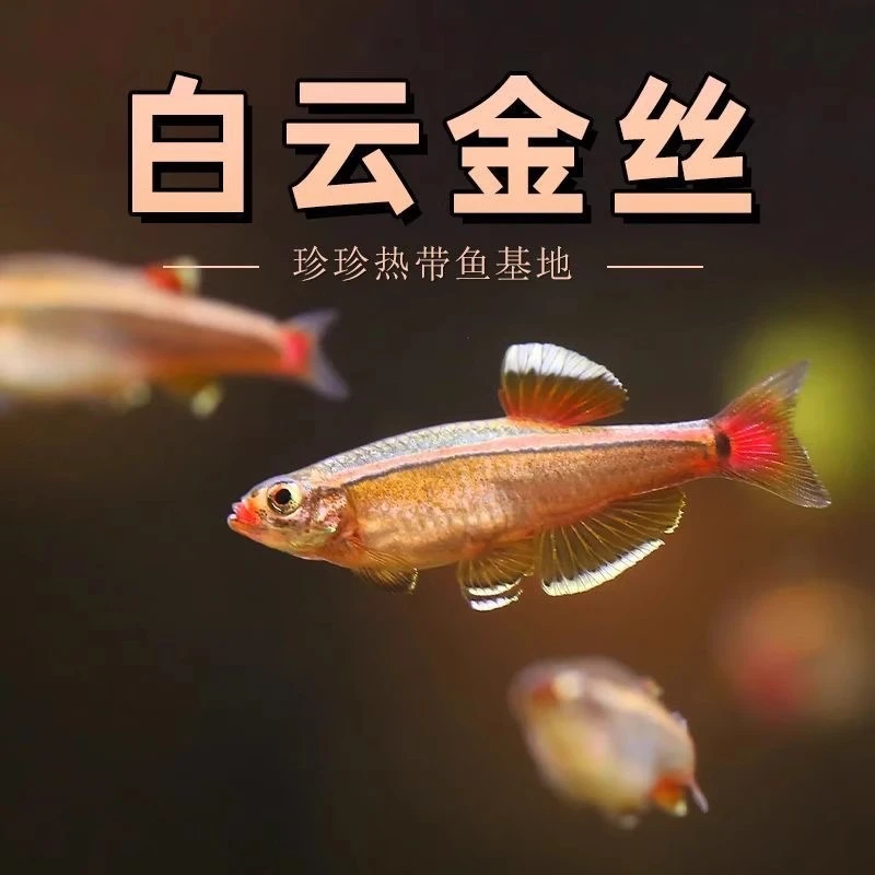 白云金丝鱼冷水鱼淡水鱼观赏鱼小型鱼原生鱼草缸鱼灯科好养不加温