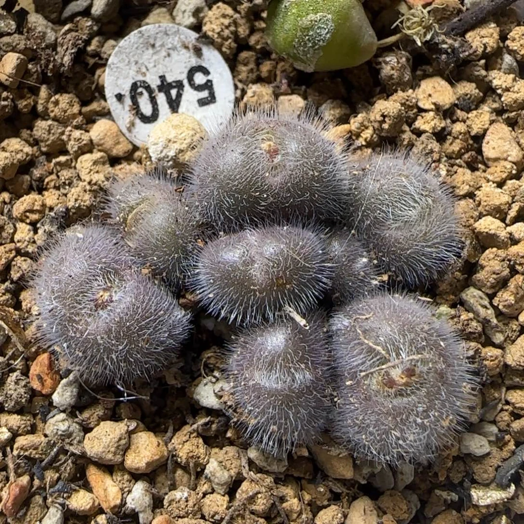 斯蒂芬大型红毛球群540
