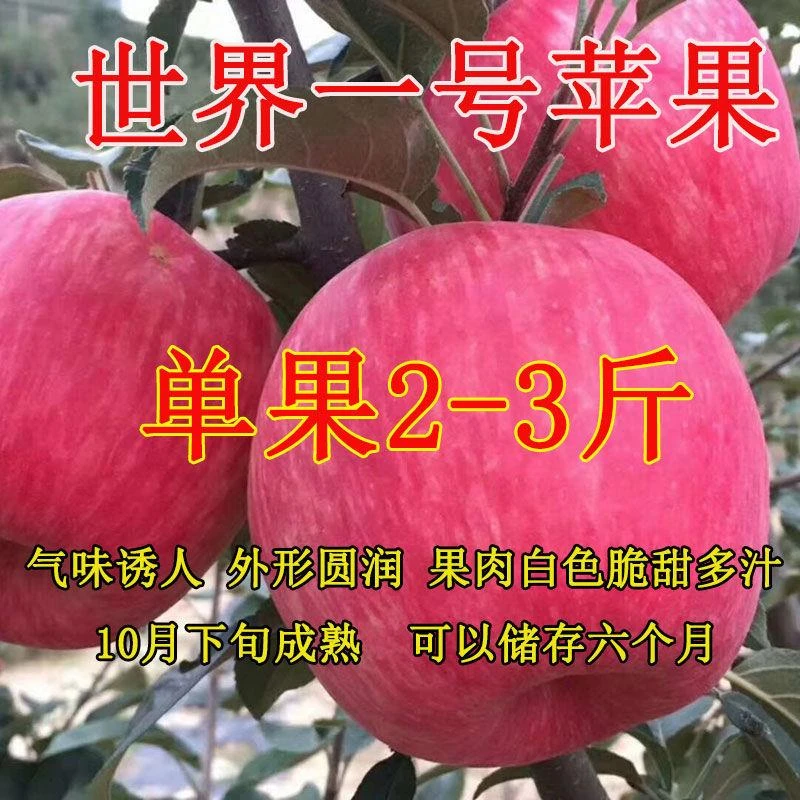 新品种特大嫁接红富士苹果树苗盆栽地栽南北方种植当年结果