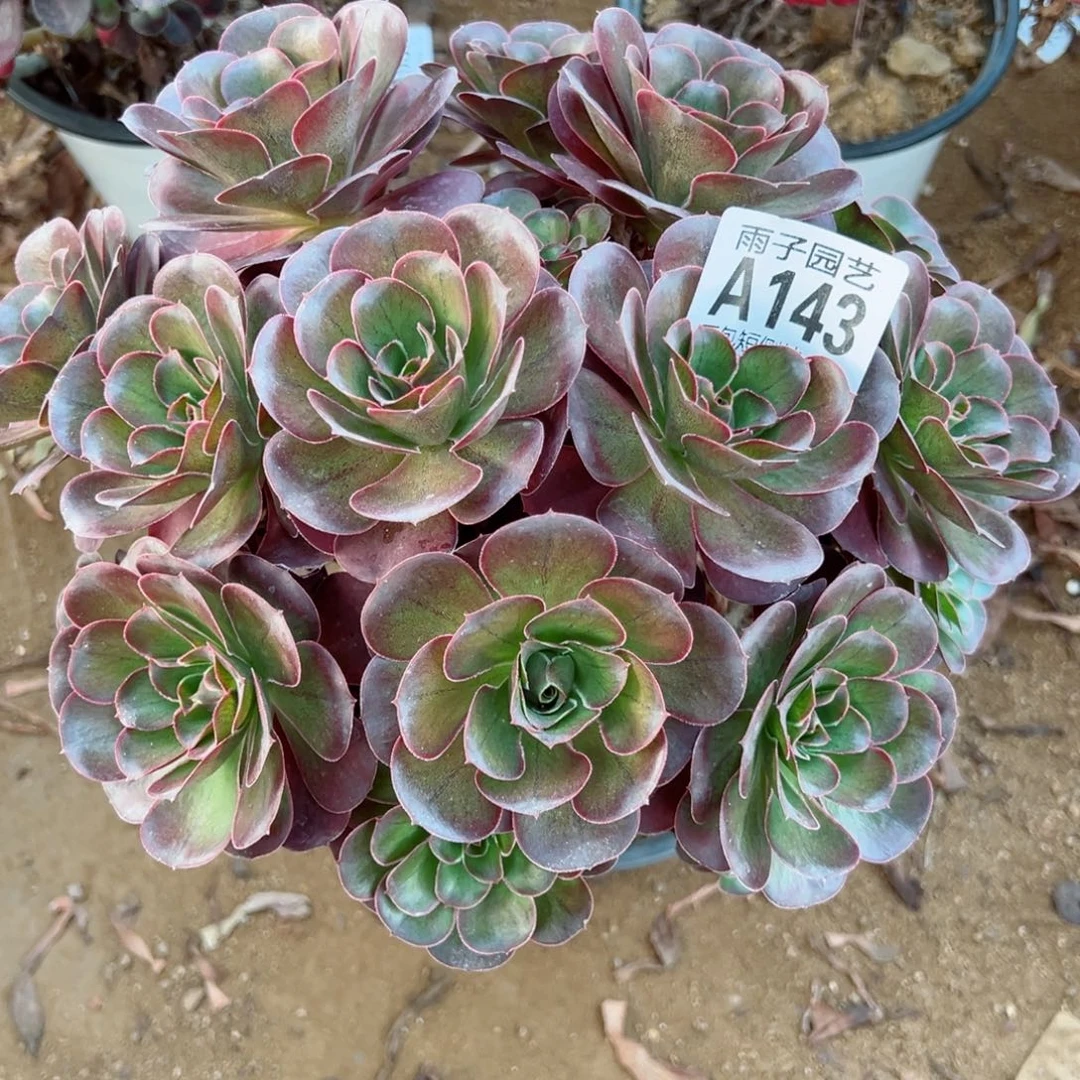 143魅金玫瑰尺寸25左右